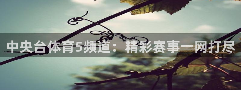 球神体育直播官网：中央台体育5频道：精彩赛事一网打尽